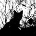Black Cat on My Fence by darylo