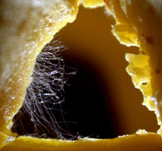 27th Oct 2014 - Day 300:  The Eye of the Pumpkin