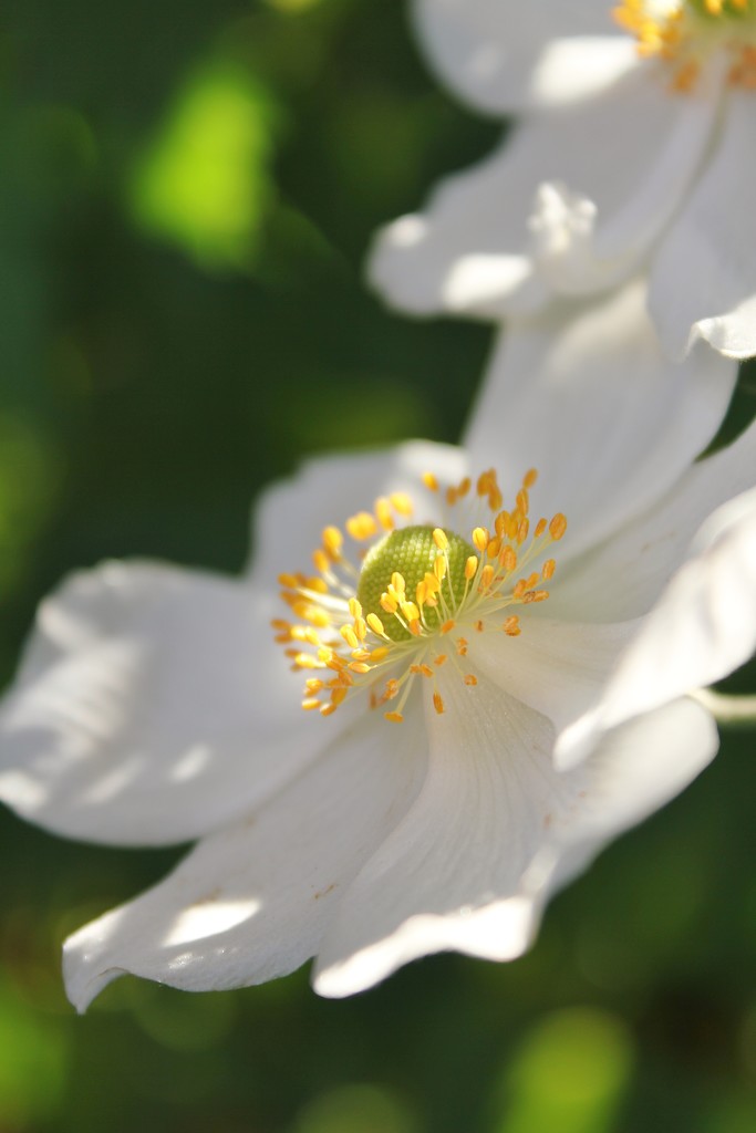 Dappled blooms by edorreandresen