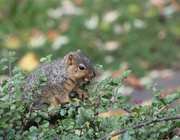 21st Oct 2014 - Squirrel berries