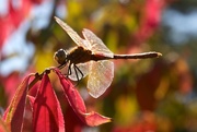 11th Oct 2014 - Dragonfly in Seoul, closeup
