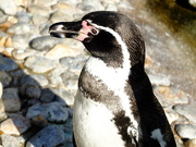 28th Oct 2014 - penguin portrait