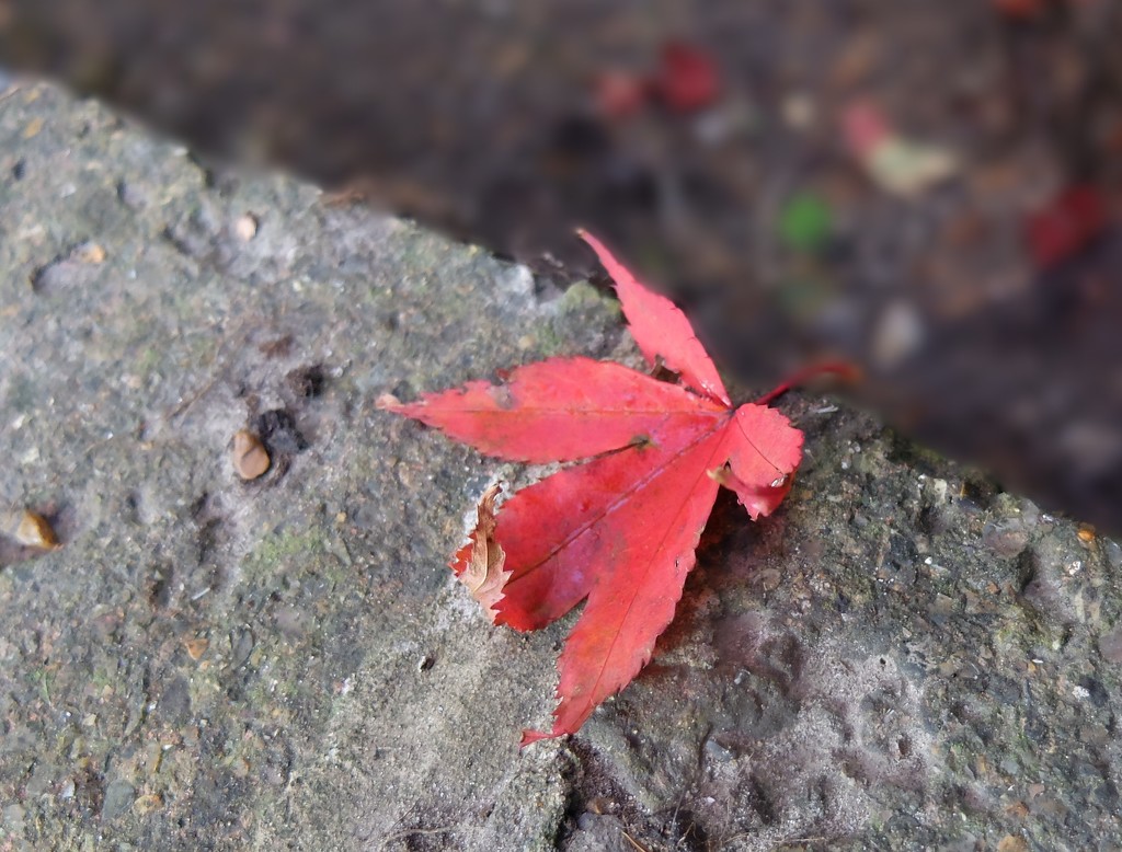 autumn leaf by quietpurplehaze