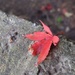autumn leaf by quietpurplehaze