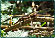 28th Oct 2014 - Common Darter Dragonflies