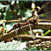 Common Darter Dragonflies by carolmw
