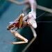 macro praying mantis 2 by winshez