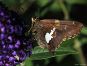 7th Oct 2014 - Silver-spotted Skipper