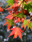28th Oct 2014 - Colours of Autumn