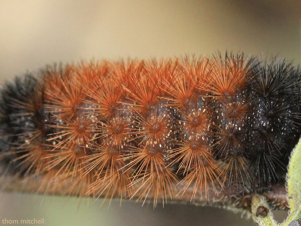 Caterpillar close-up by rhoing