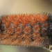 Caterpillar close-up by rhoing