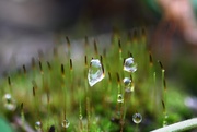 28th Oct 2014 - Water drops in the moss