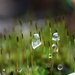 Water drops in the moss by sarahlh