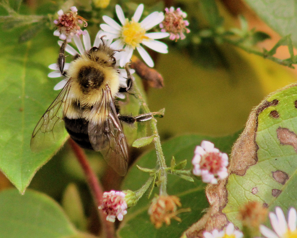 Fuzzy bee by cjwhite