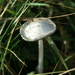Silver fungi. by callymazoo