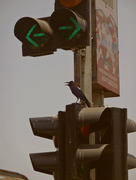 21st Oct 2014 - Crow on the Go