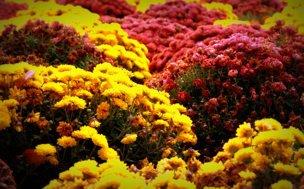 Day 301:  Tons of Mums by sheilalorson