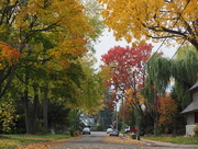 28th Oct 2014 - Stately Trees of Mimico
