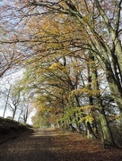 28th Oct 2014 - Beech trees along the lane
