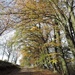 Beech trees along the lane by roachling