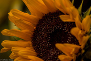 28th Oct 2014 - Sunflower