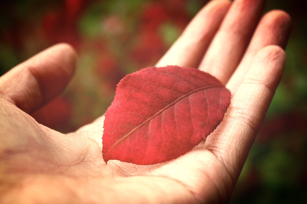 red leaf by fauxtography365