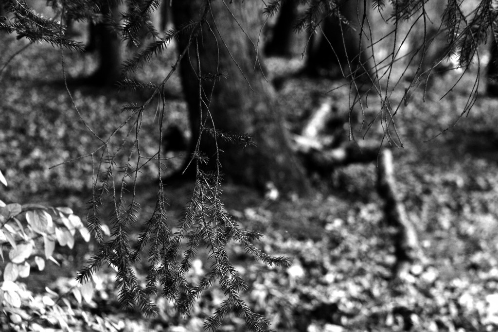 Black & White Depth of Field by digitalrn