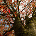 Progressing Autumn by epcello