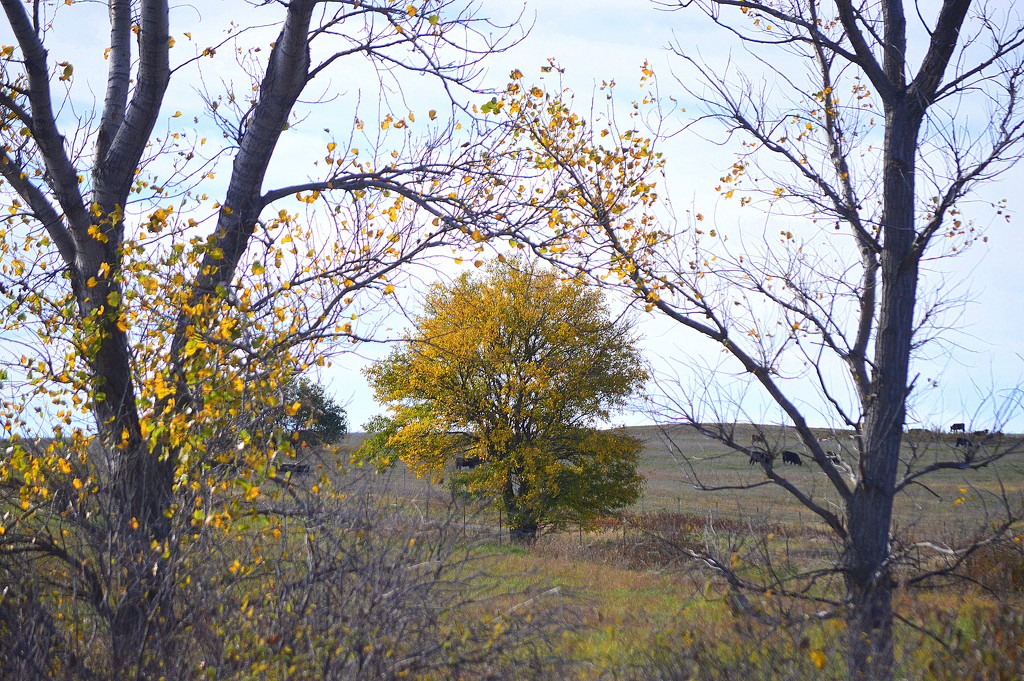 Trees Framing Tree by kareenking