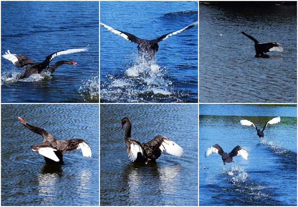 Black Swan Ballet. by happysnaps