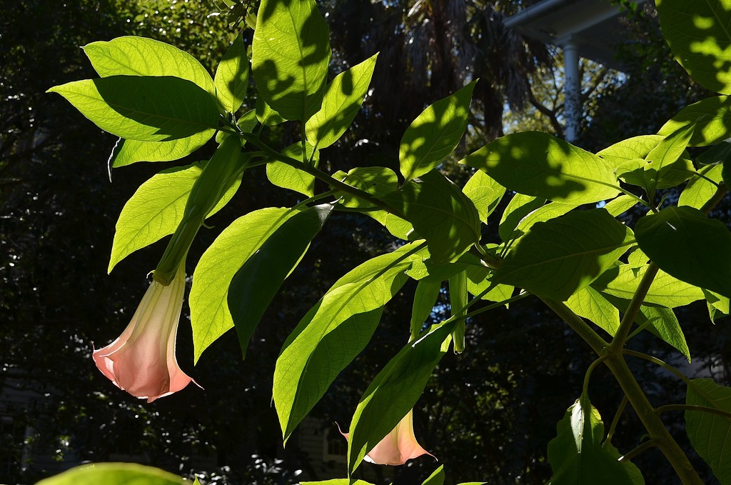 Angel's trumpets by congaree