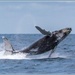 Humpback whale by gosia