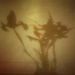 Irises - Shadow by mattjcuk