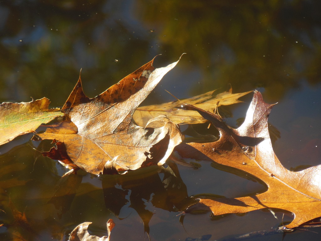 closeup of leaf on pond by francoise