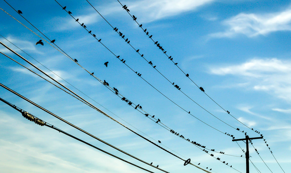 Birdies on wires by mittens