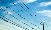 29th Oct 2014 - Birdies on wires