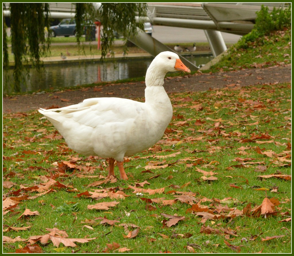 Hello Goosey by rosiekind