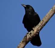 29th Oct 2014 - American Crow