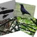 Birds in Wollaton Park by oldjosh