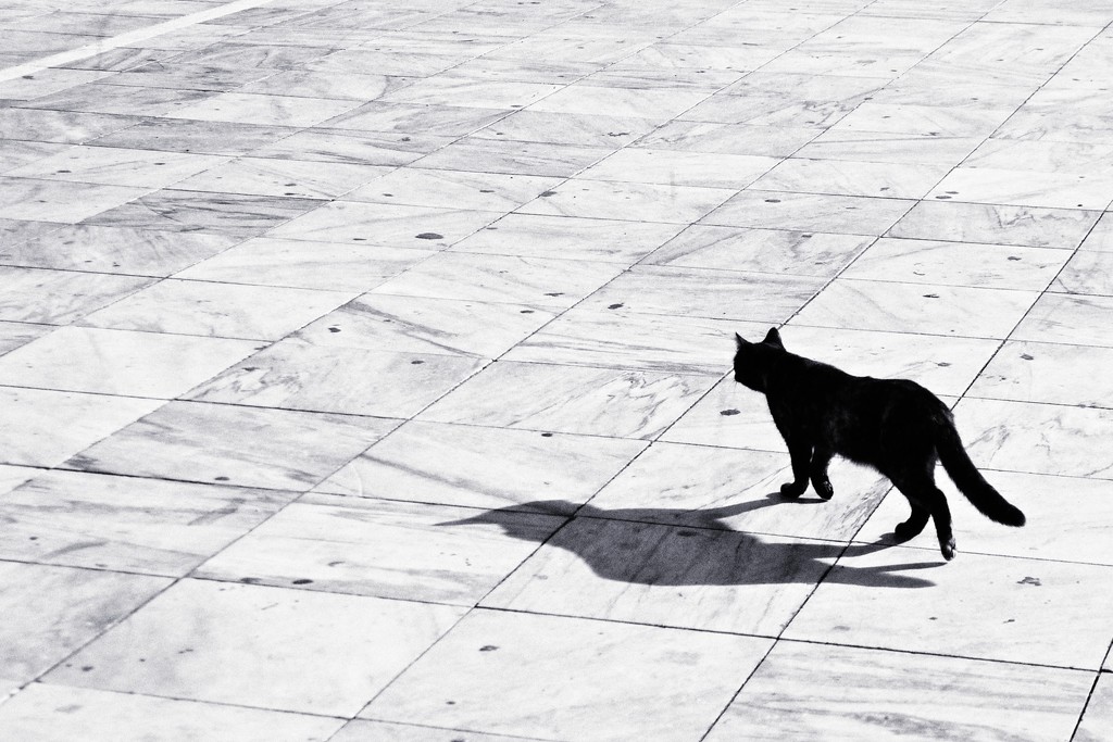 Cat with a birdlike shadow by joa