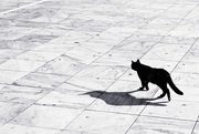 14th Oct 2014 - Cat with a birdlike shadow