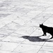 Cat with a birdlike shadow by joa