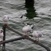 Gulls by oldjosh