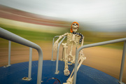 29th Oct 2014 - Round and Round Bones Goes Where He Stops Nobody Knows