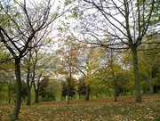 26th Oct 2014 - The Forest Recreation Ground