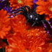 Not So Incy Wincy Spider... by bizziebeeme