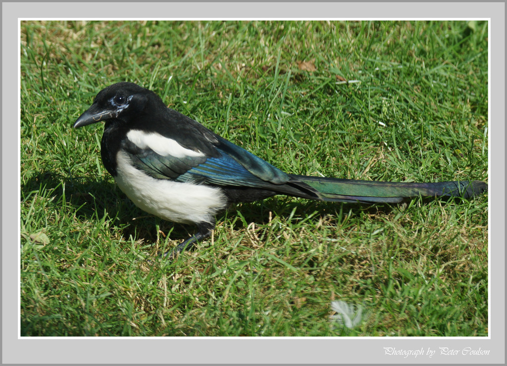 Magpie 2 by pcoulson