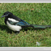 Magpie 2 by pcoulson