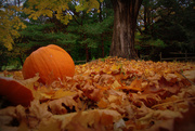 29th Oct 2014 - Day 302:  Fall Scenery