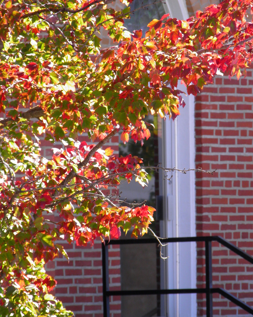 October 29: Sunlight on Leaves by daisymiller